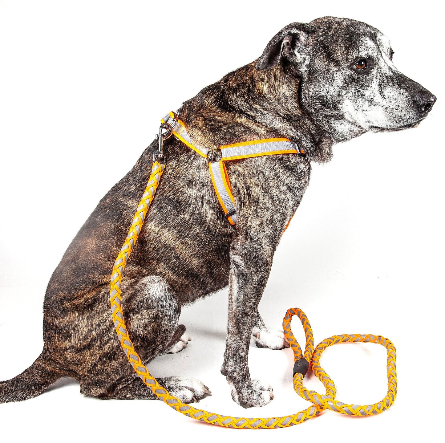 Reflective Stitched Easy Tension Adjustable 2-in-1 Dog Leash and Harness